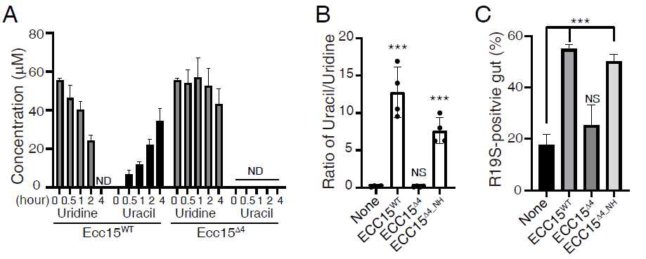 Ecc15의 Nucleoside catabolic 대사 활성이 “uridine-in and uracil-out” metabolic flux에 중요함