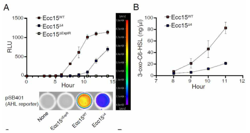 Nucleoside catabolic 대사 활성이 Quorum sensing 물질 생성에 중요함