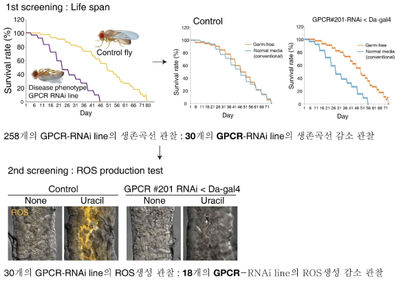 GPCR_RNAi library를 이용한 스크리닝 및 후보군 도출