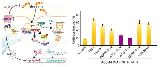 기존 DUOX 신호전달 경로와 AdoR-RNAi와의 epistasis test결과