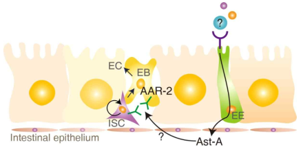 SPIF인 AstA와 ISC 조절 관련 수용체인 AAR-2를 통한 장 줄기세포 분열 및 분화 조절 모식도