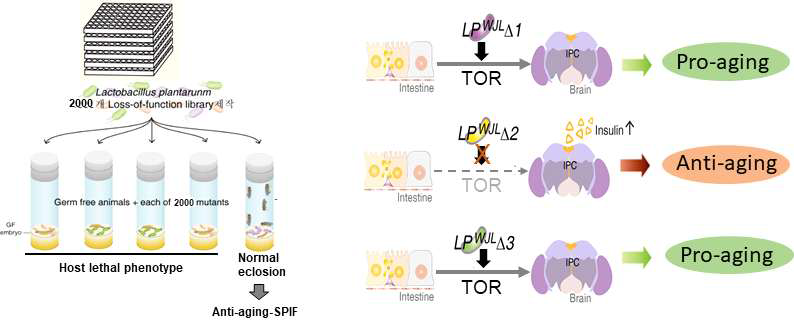 Aging-related SPIF를 조절하는 microbiome 발굴을 위한 screening system과 screening pilot experiment를 통한 system 검증