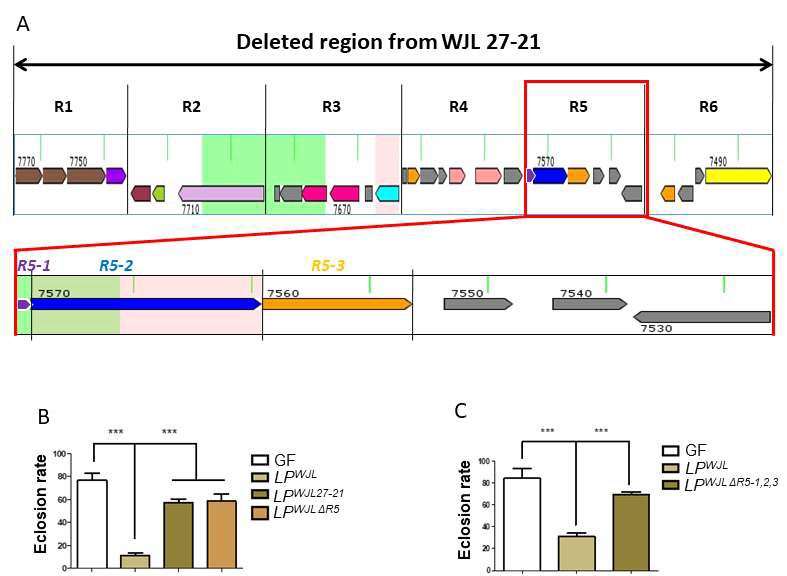 LPWJL #27-21 mutant line의 mutation geneome locus 분석과 Aging-related SPIF 조절 microbiome 발굴