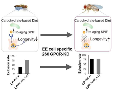 Aging-related SPIF를 인지하는 생체 수용체 발굴을 위한 GPCR screening 모식도