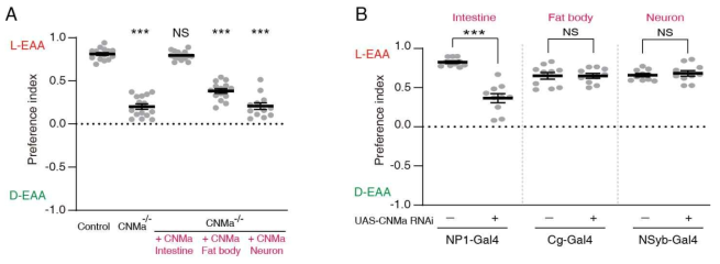 장 상피세포 특이적인 CNMa 호르몬의 발현이 초파리의 L-EAA 섭식 선호도를 결정