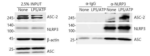 Inflammasome 의 주요구성성분 NLRP3 와 ASC-2의 물리적 상호결합 규명