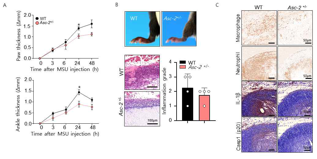 MSU crystals 유도 통풍 관절염 모델에서의 ASC-2 의 기능 규명