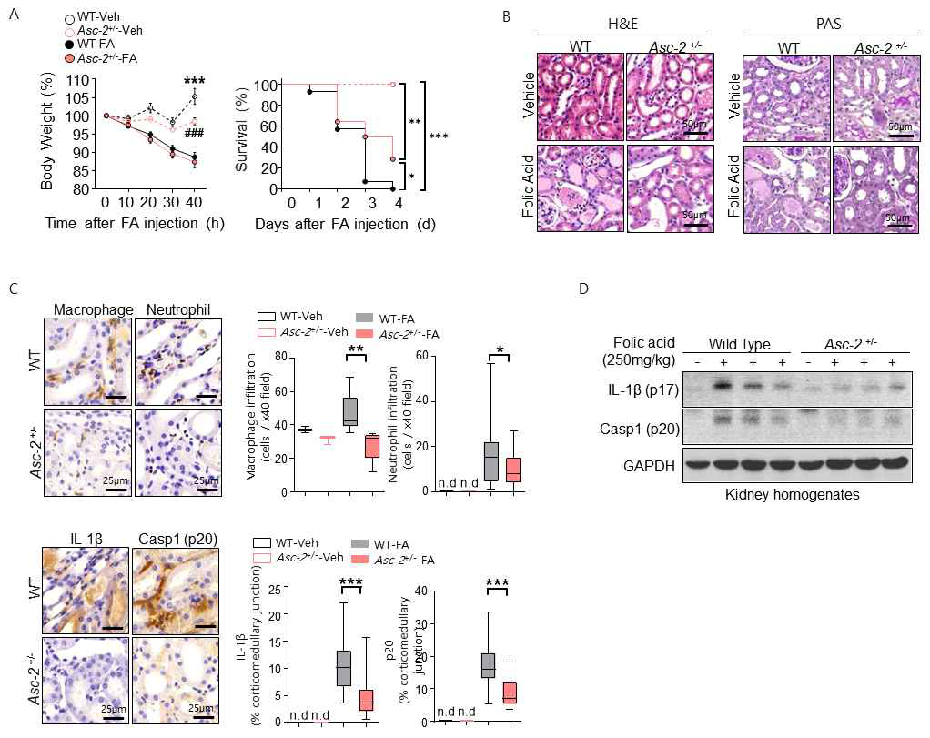 Folic acid induced acute tubular necrosis 모델에서의 ASC-2 기능 규명