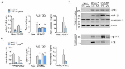 대식세포 특이적 ASC-2 결핍 골수성 대식세포에서 ASC-2의 inflammasome 활성 조절 기능 규명