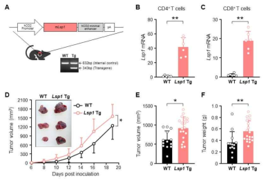 T 림프구 특이적 LSP1 유전자 과발현에 따른 종양 성장 촉진 확인