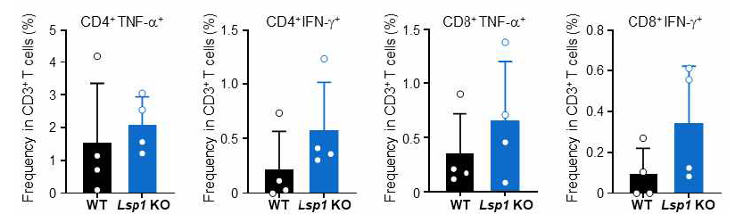 LSP1 유전자 발현 결핍 마우스의 종양 미세환경 내 T 림프구의 세포살상 사이토카인 분비 확인