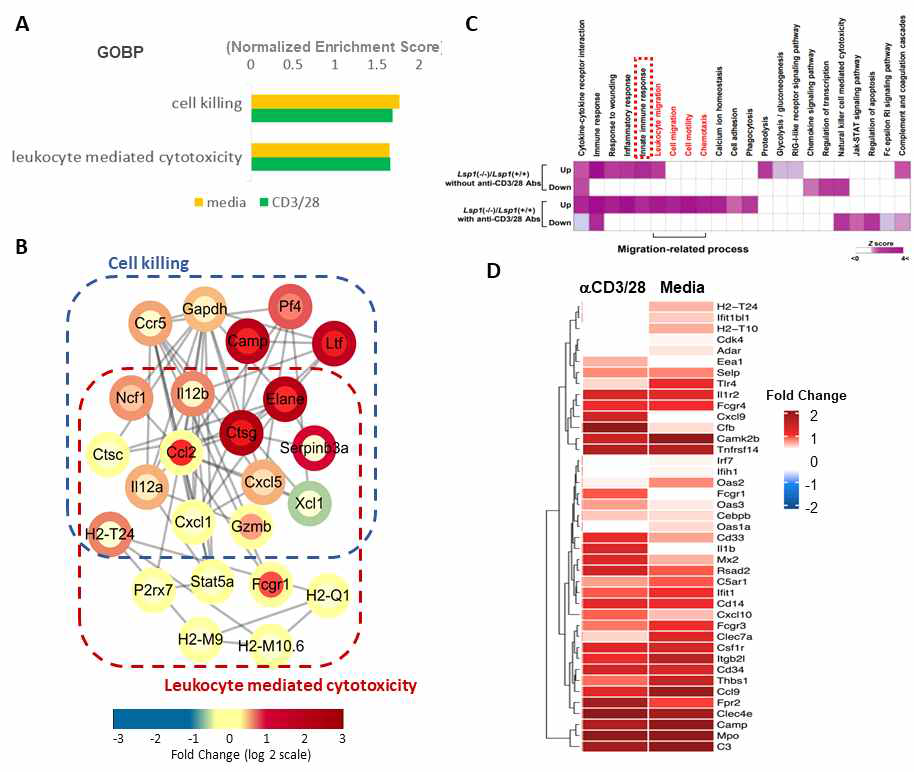 LSP1 유전자 발현 결핍에 따른 T 림프구에서의 세포살상기능 관련 전사체 분석