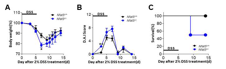 염증성 장 질환에서 NFAT5에 의한 표현형 관찰. A. 몸무게 변화 B. 장염 유도 정도 C. 생존 정도