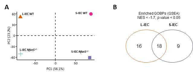 NFAT5+/+ 마우스와 NFAT5+/- 마우스의 소장상피세포와 대장상피세포의 유전자 발현 변화를 비교