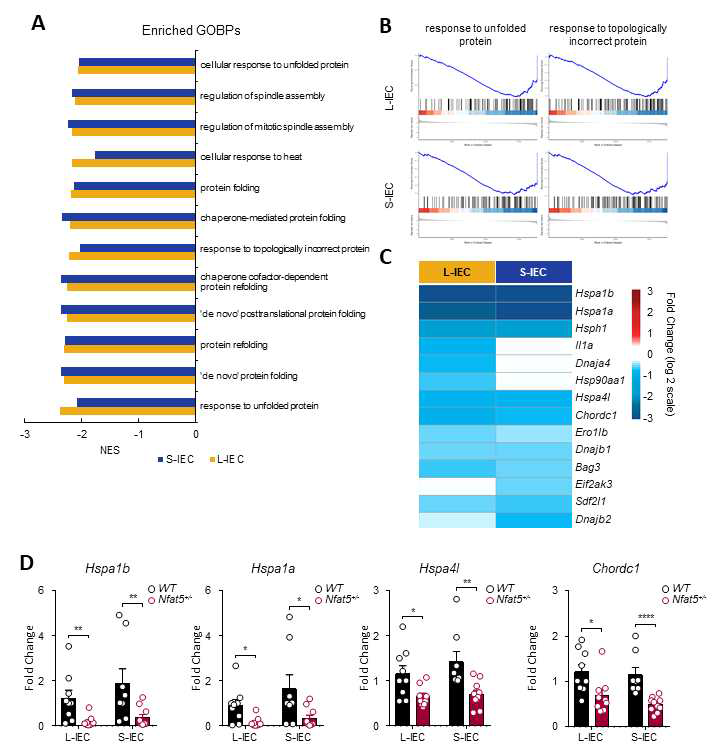 NFAT5+/+ 마우스와 NFAT5+/- 마우스의 소장상피세포와 대장상피세포의 유전자 발현 변화에 enrich되는 pathway/Gene ontology 분석 및 Real-Time PCR을 통한 중요 유전자의 발현 확인