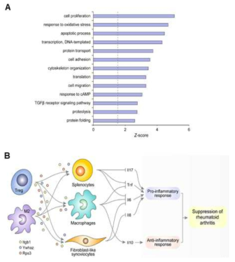 류마티스 관절염의 분자 네트워크에서 key 조절자로서 Itgb1, Rps3 및 Ywhaz의 기능