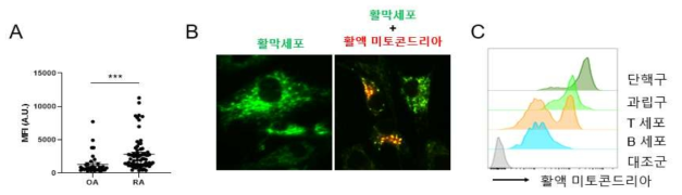 관절 활액 내 세포 외 미토콘드리아 양 및 활액 미토콘드리아의 활막세포로의 이식 현상