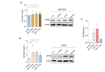 염증성 자극 조건에서 류마티스 관절염 활막세포와 단핵구의 MYH9 mRNA 및 단백질 발현 증가