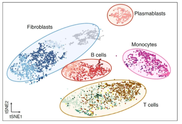 류마티스 환자의 활막조직에 대한 single-cell RNA-sequencing 분석 결과 (그림 출처: Nature Immunology, 2019)