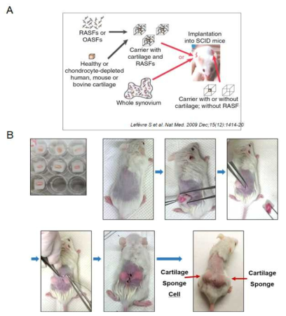 활막세포의 이동성 확인을 위한 SCID-xenograft 모델동물 구축