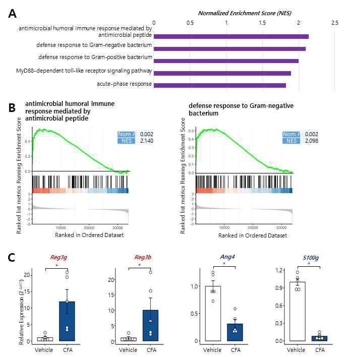 CFA로 유도한 관절염에 의한 대장상피세포의 변화에 따라 enrich 되는 pathway/Gene ontology 분석