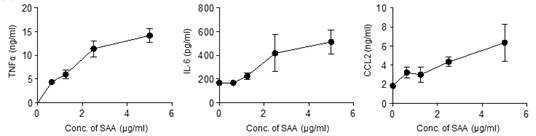 SAA 자극에 의한 macrophage의 cytokine 및 chemokine 분비 증가