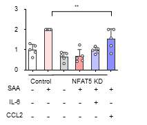 NFAT5를 통한 SAA 자극에 의한 macrophage의 migration 증가