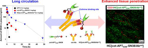 Schematic illustration of how in situ HC[cot-APTEDB-SN38/Abcot] is formed and works for targeted cancer therapy