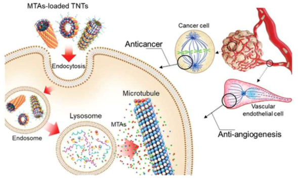 Schematic anticancer and antiangiogenic effects of MTA-loaded TNTs