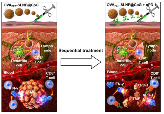 Graphical illustration for the overall process of sequential and timely combination strategy between cancer nanovaccine and ICB therapy