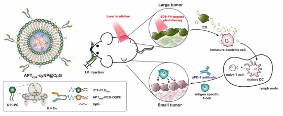 Schematic illustration of the preparation of APTEDB-cyNP@CpG and mechanism of antitumor immunity triggered by 808 nm laser irradiation