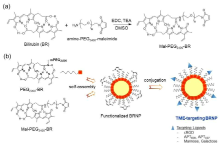 A schematic illustration of the process for synthesizing TME-targeting BRNPs