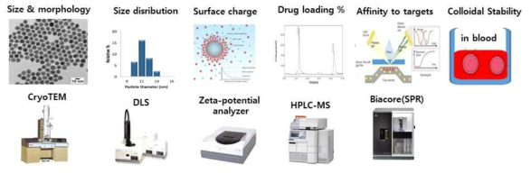 Characterization of the physicochemical properties of TME-targeting BRNPs using various instruments