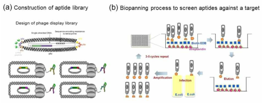 Overall scheme for construction of an aptide library in M13 phage and screening for TME-associated biomarkers