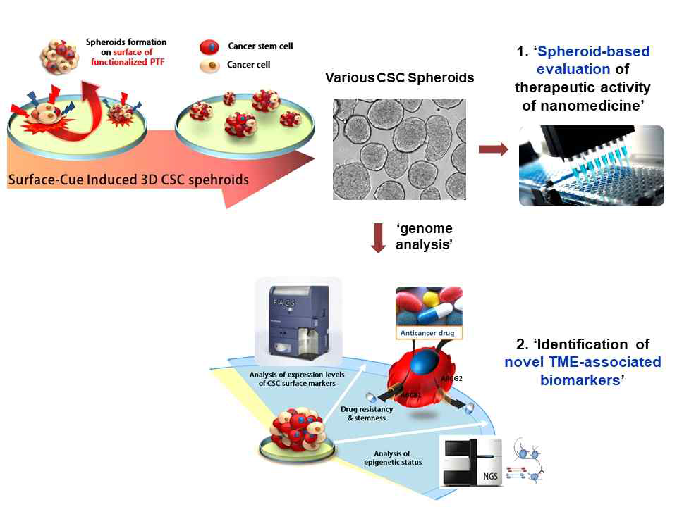 Preparation of diverse 3D tumor spheroids from conventional cancer cells and patient tumor tissues and whole genome analysis of the generated CSCs