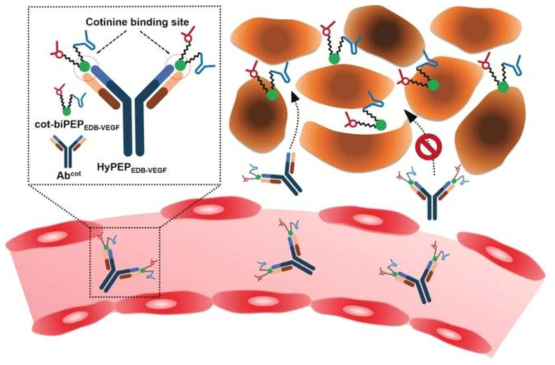 Graphical abstract of the unique features of the HyPEP-body, and schematic depiction of the mode of action of the HyPEP-body