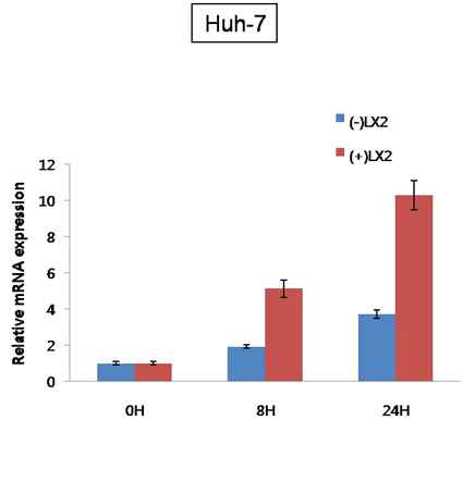 Coculture에 의한 MBL2 mRNA　발현 증가（Real-time PCR)