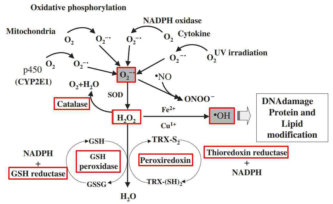 Energy metabolism&redox (ROS) control