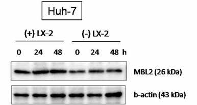 Coculture에 의한 MBL2 protein 발현 증가（Western blots)