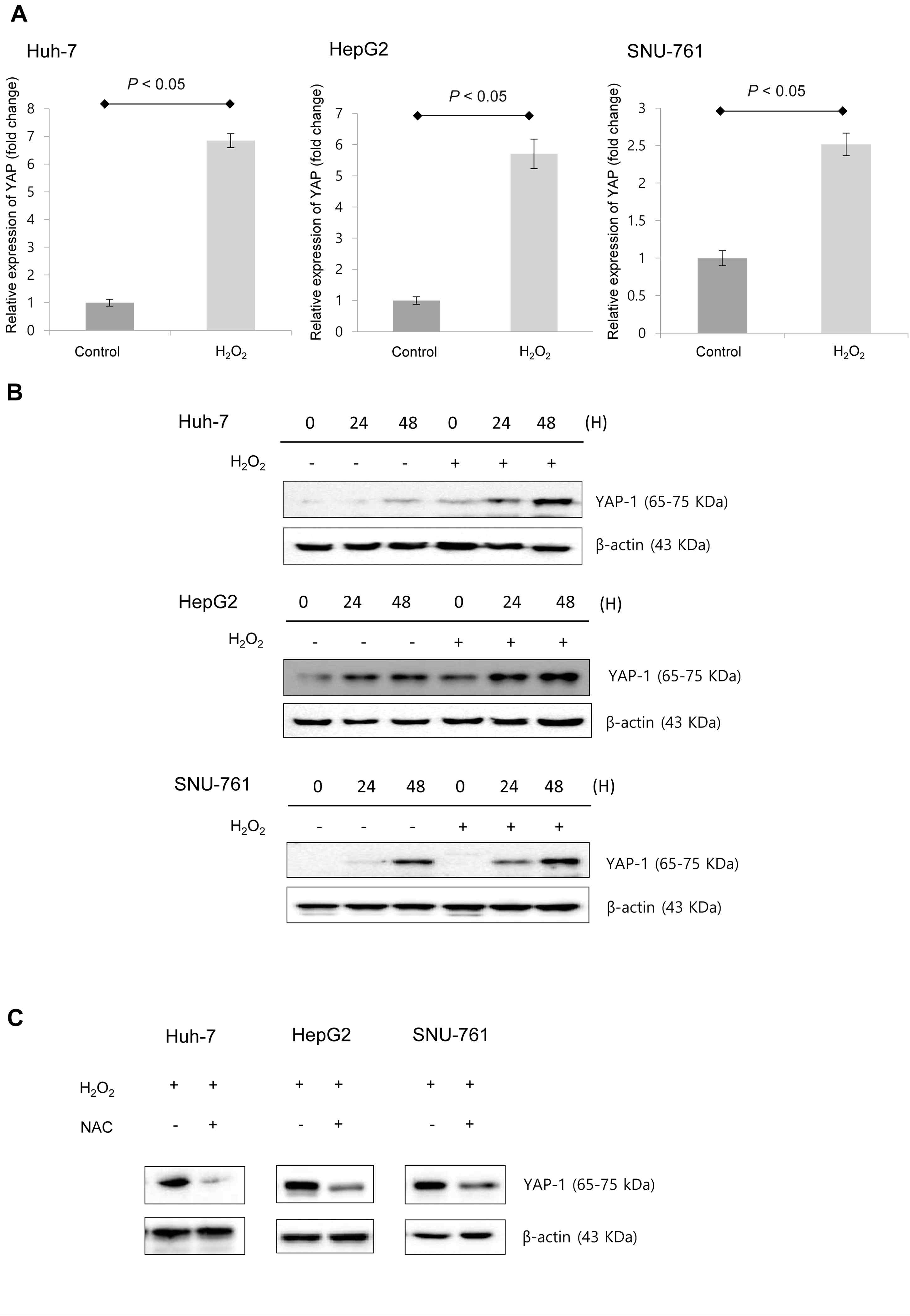 ROS 노출에 의해 상승하는 간암세포에서의 YAP-1 mRNA(A)와 단백질(B,C) 발현