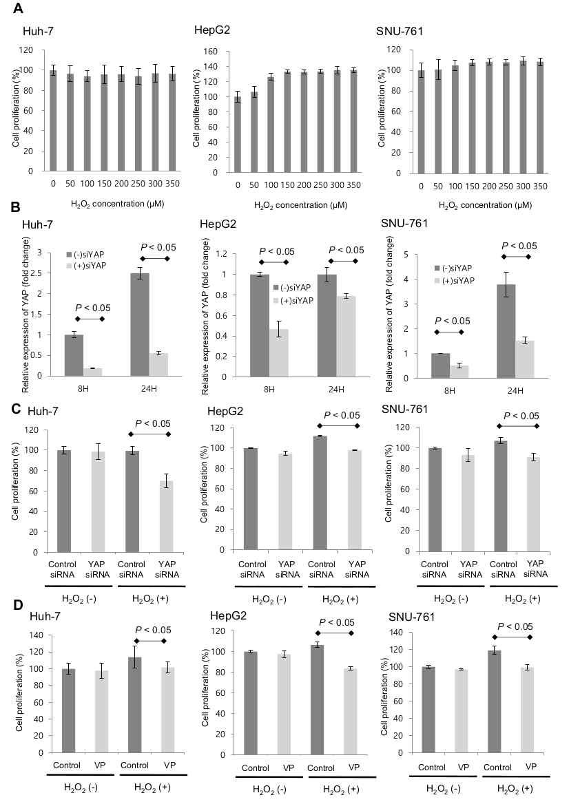 YAP-1의 발현이 ROS에 노출된 간암세포의 증식에 미치는 역할 (A) H2O2 농도별 treatment 후 MTT assay (B) YAP-1 siRNA transfection 후 RT-PCR (C) YAP-1 siRNA transfection 후 MTT assay (D) YAP-1 inhibitor (verteporfin, VP) treatment 후 MTT assay