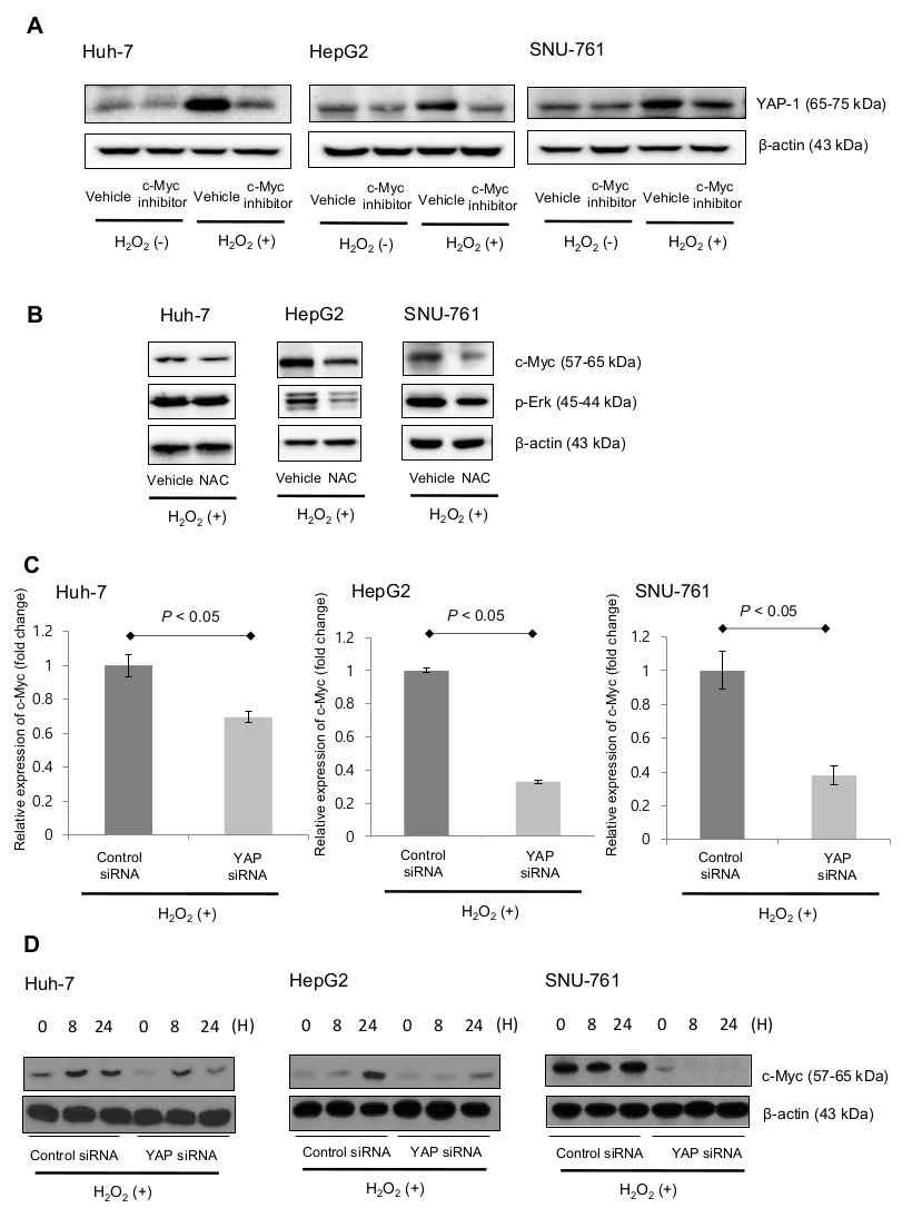 ROS에 노출된 HCC 세포에서 YAP-1 발현과 c-Myc 경로의 상향 조절과의 관계 확인