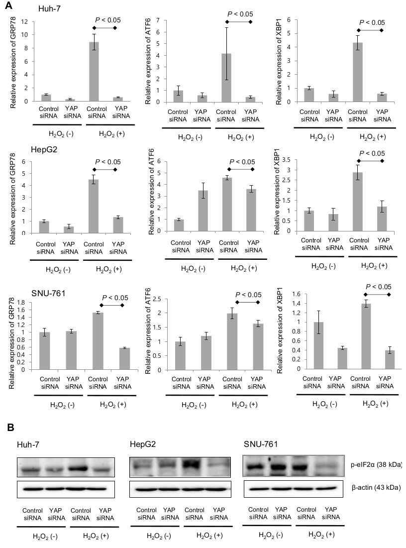 HCC 세포에서 ROS 노출에 의한 YAP-1 upregulation과 unfolded protein response markers(GRP78, ATF6, XBP1)와의 관계