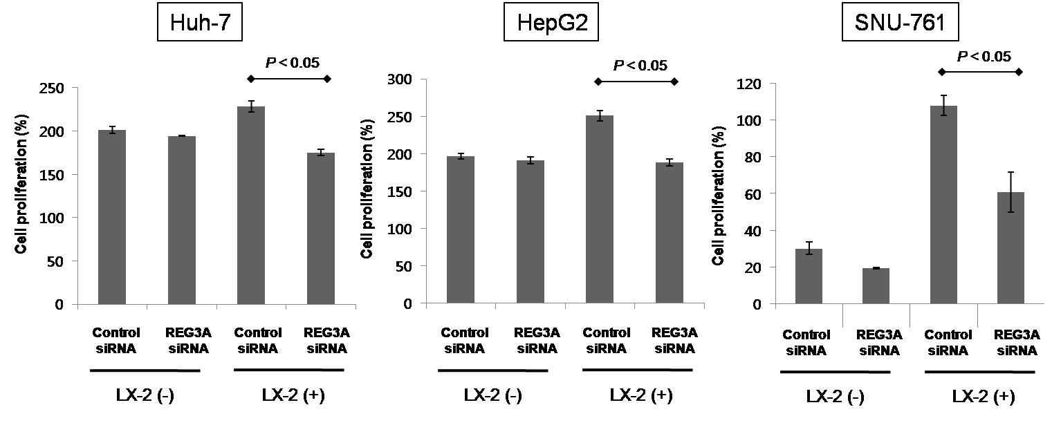 REG3A siRNA transfection에 의하여 suppression되는 HCC cell proliferation