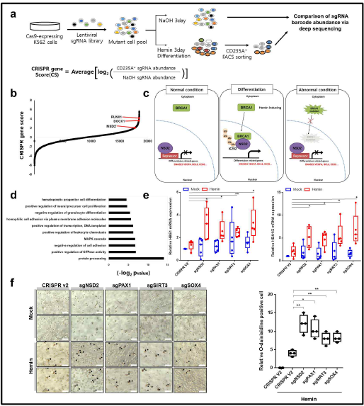 CRISPR/Cas9 스크리닝을 통해 발굴한 NSD2가 혈액암 세포 분화에 관여하는 메커니즘