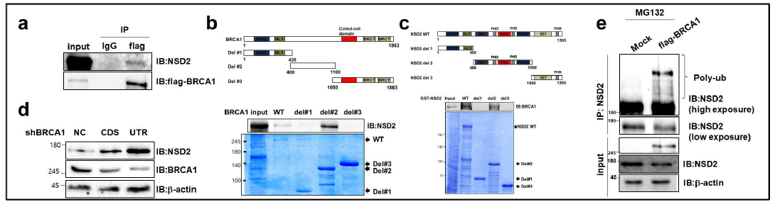 BRCA1과 NSD2의 결합 및 BRCA1이 NSD2 다중 유비퀴틴화를 통해 단백질 수준을 저해함