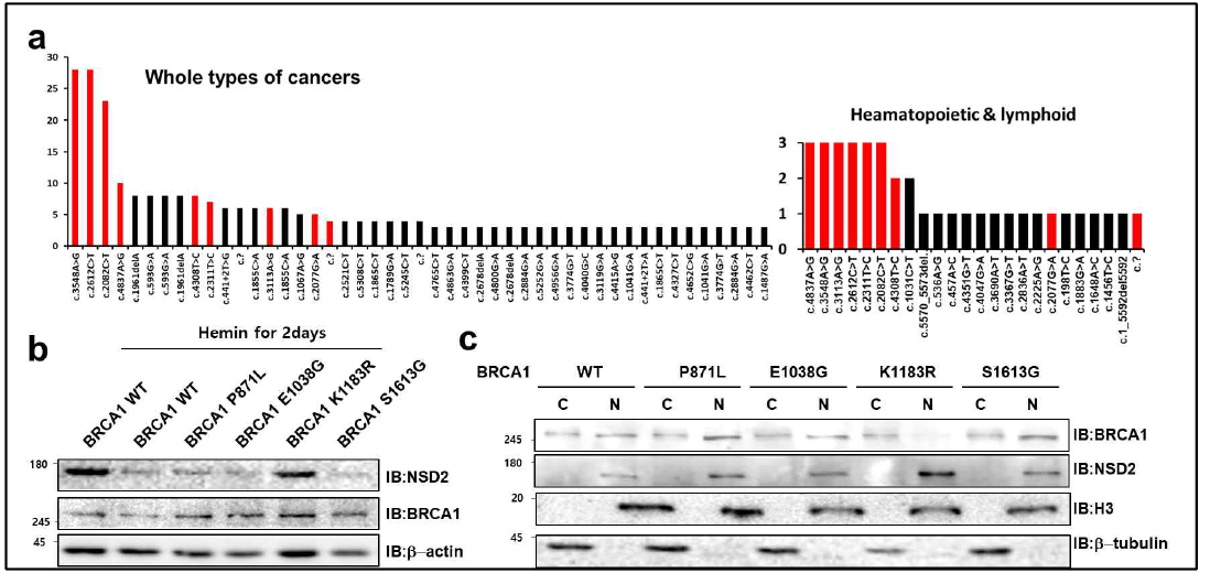 혈액암 환자군에서 나타나는 BRCA1의 돌연변이와 혈액암 세포 내에서 돌연변이의 기능 검증