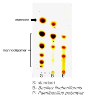 선발된 mannanse 효소의 분해특성을 실험한 TLC 사진