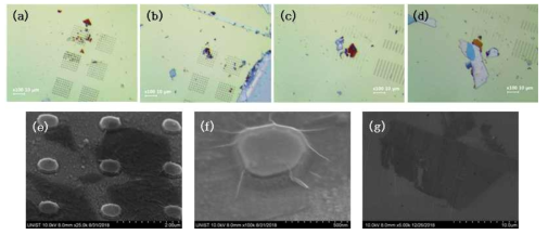 (a)-(d) 나노피라미드 광학구조 혹은 나노선형 광학구조와 양자광원이 결합한 구조를 광학현미경을 통해 관측한 이미지. (e)-(g)는 SEM을 통해 다양한 dimension의 나노구조와 결합한 이차원 원자층 물질