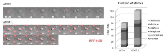 폐암세포에서 DOT1L의 발현 저하시 mitosis 진행